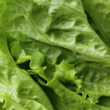 Yeşil salata. Seçilen odak.