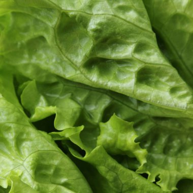 Yeşil salata. Seçilen odak.