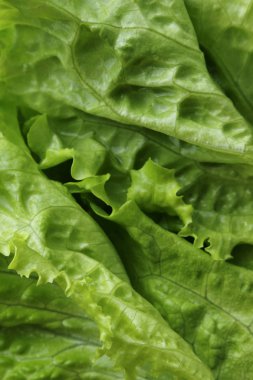 Yeşil salata. Seçilen odak.