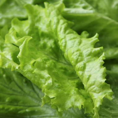 Yeşil salata. Seçilen odak.