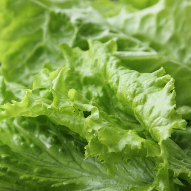 Yeşil salata. Seçilen odak.