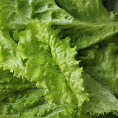 Yeşil salata. Seçilen odak.