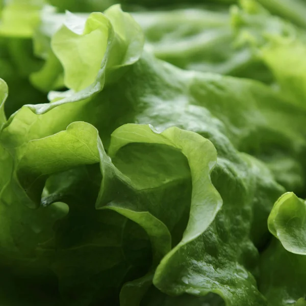 選択したフォーカスのグリーンサラダのテクスチャ — ストック写真