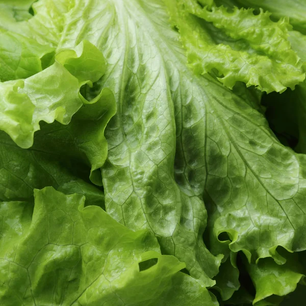 seçilen odak yeşil salata doku.