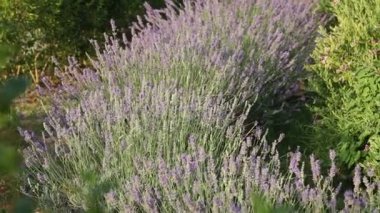 Gün batımı ışığında lavanta mor çiçekler