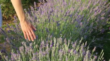 Gün batımında lavanta alanının seçili odağı