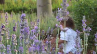 Küçük çocuk lavanta tarlasında mutlu.