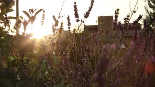 Blommor Lavendel Utomhus Valda Fokus — Stockvideo