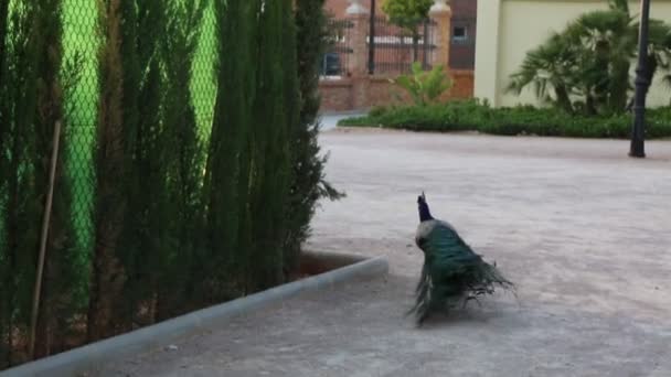 Egy Páva Peafowl Pózol Kamera Előtt Gyönyörű Egzotikus Madár — Stock videók