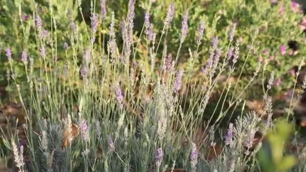 Flores Lavanda Aire Libre Enfoque Seleccionado — Vídeos de Stock