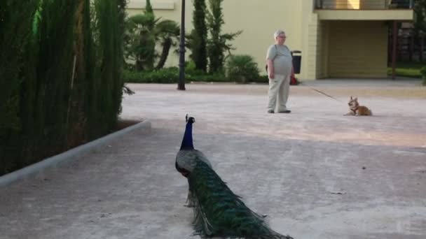 Peacock Peafowl Posing Camera Beautiful Exotic Bird — Stock Video