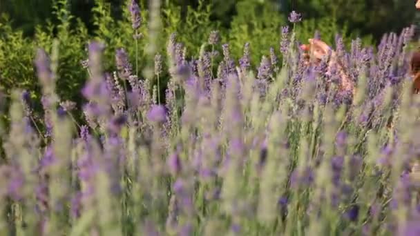 Mujer Joven Está Disfrutando Una Lavanda — Vídeos de Stock