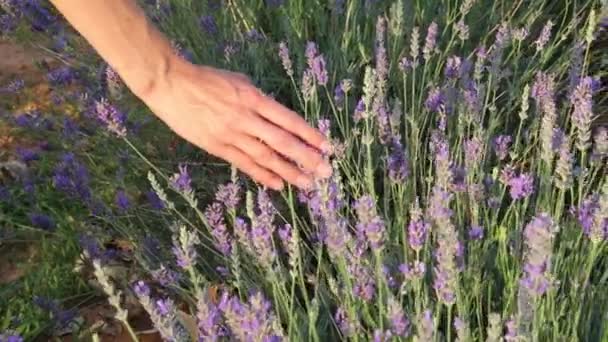 Frau Berührt Lavendel Bei Sonnenuntergang Mit Der Hand — Stockvideo