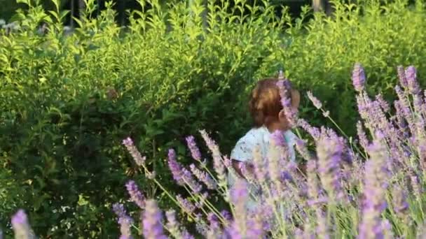 Liten Unge Känner Sig Lycklig Lavendel Fält — Stockvideo