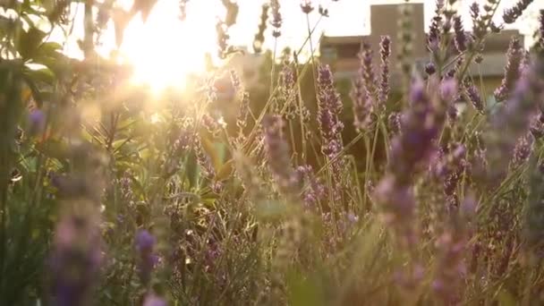 落日灯光下的紫菜紫花 — 图库视频影像