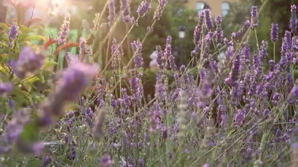 Lila Blommor Lavendel Solnedgången Ljus — Stockvideo