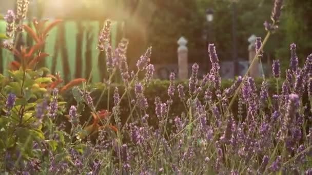 Violette Lavendelblüten Licht Des Sonnenuntergangs — Stockvideo