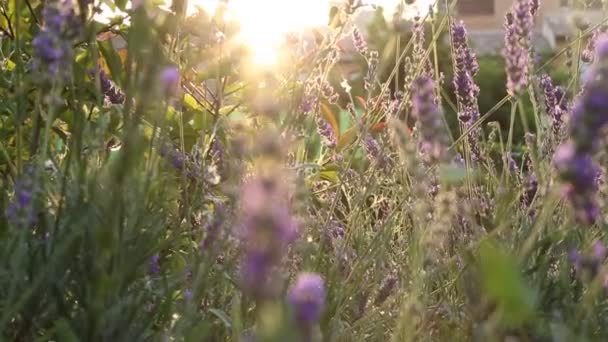 落日灯光下的紫菜紫花 — 图库视频影像