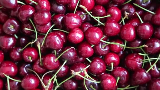 Cerises Mûres Rouges Fraîches — Video