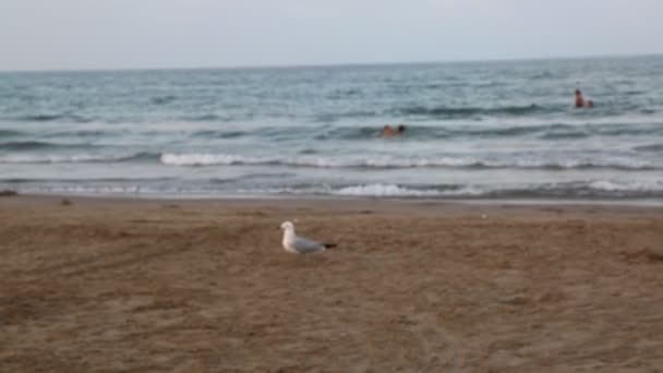 Gaviota Caminando Por Playa — Vídeos de Stock