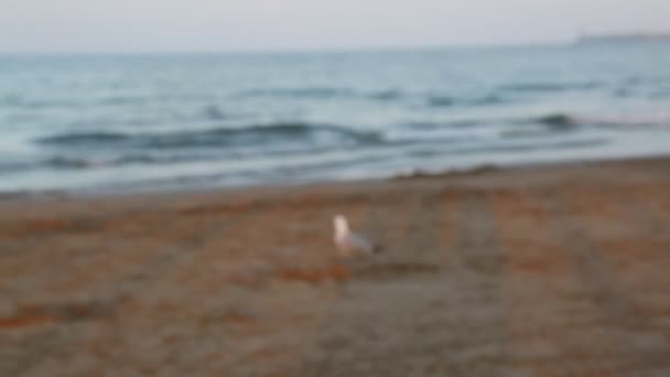 小女孩站在海边 — 图库视频影像