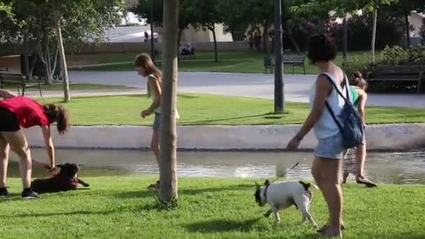 Καλοκαίρι Άνθρωποι Παίζουν Σκυλιά Στο Πάρκο Κοντά Στο Νερό — Αρχείο Βίντεο
