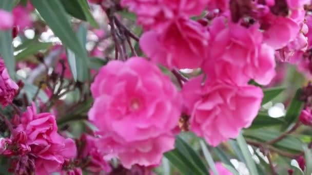 Selvagem Rosa Arbusto Está Florescendo — Vídeo de Stock
