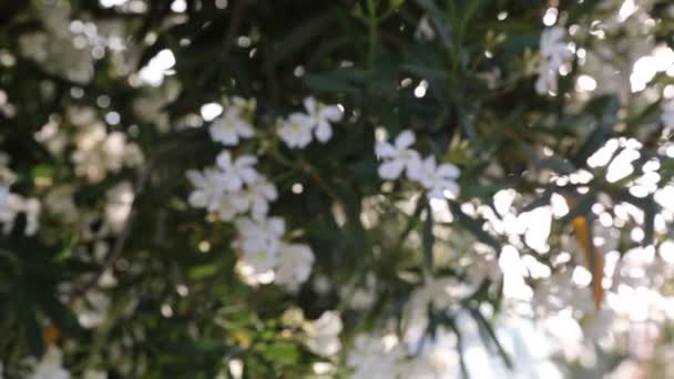 Vad Fehér Virágbokor Virágzik — Stock videók