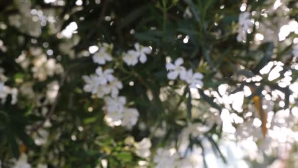 Wild White Flower Bush Blooming — Stock Video