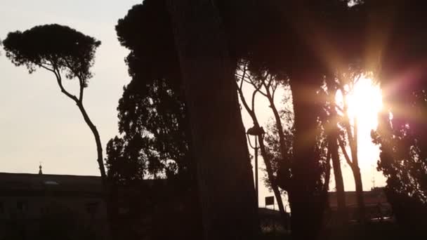 Puesta Sol Verano Con Hermosa Silueta Árboles Edificios Vaticano Roma — Vídeos de Stock