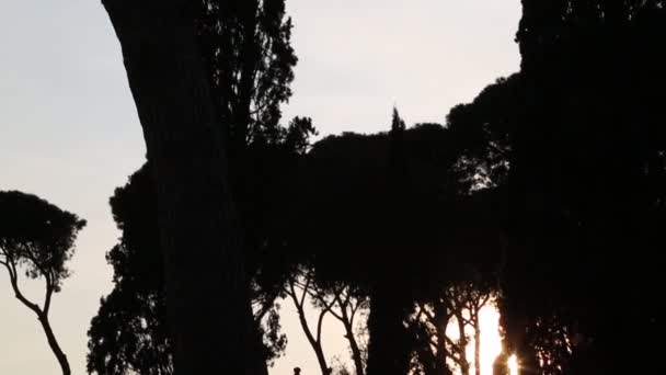 Puesta Sol Verano Con Hermosa Silueta Árboles Edificios Vaticano Roma — Vídeos de Stock