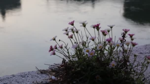 Bela Vista Sobre Rio Com Flor Lado Frente — Vídeo de Stock