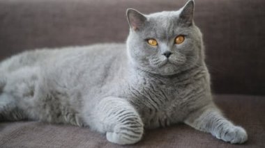 İngiliz cins kedi bir model olarak poz
