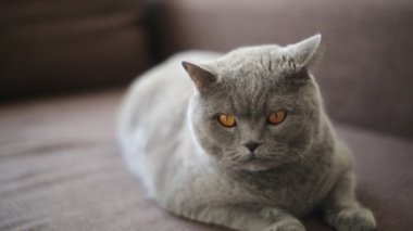 İngiliz cins kedi bir model olarak poz