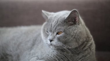 İngiliz cins kedi bir model olarak poz