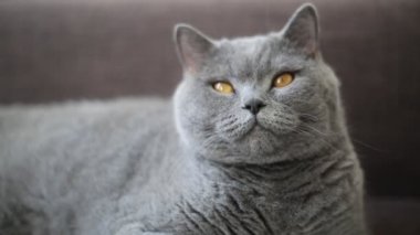 İngiliz cins kedi bir model olarak poz