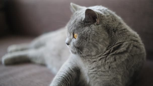 Britische Rassekatze Posiert Als Model — Stockvideo