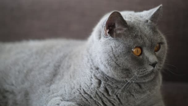 British Breed Cat Posing Model — Stock Video