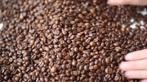 Braun Geröstete Kaffeebohnen Ist Eine Mischung Aus Arabica Und Robusta — Stockvideo