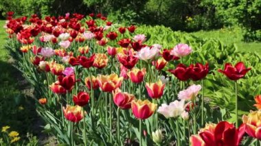 Güzel laleler ilkbaharda çiçek açar. Seçili odak.