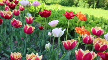 Güzel laleler ilkbaharda çiçek açar. Seçili odak.