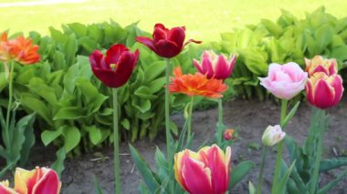 Laleler ilkbaharda çiçek açar. Seçili odak.