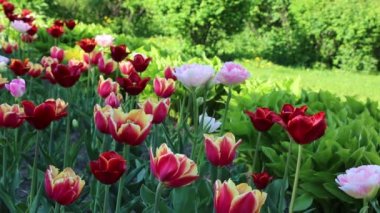 Laleler ilkbaharda çiçek açar. Seçili odak.