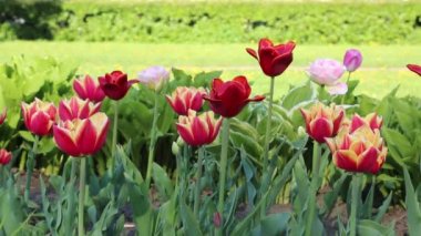 Güzel laleler ilkbaharda çiçek açar. Seçili odak.