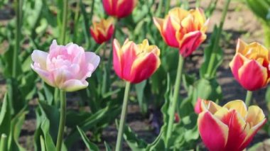 Güzel laleler ilkbaharda çiçek açar. Seçili odak.