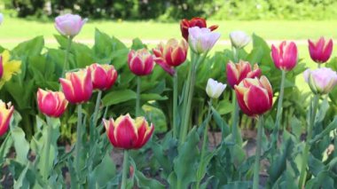 Güzel laleler ilkbaharda çiçek açar. Seçili odak.