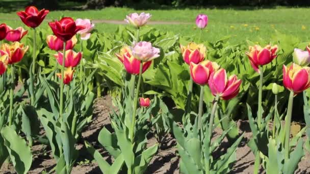 Весной Цветут Прекрасные Тюльпаны Выбранный Фокус — стоковое видео