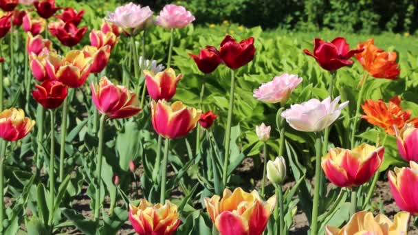 Hermosos Tulipanes Florecen Primavera Enfoque Seleccionado — Vídeo de stock