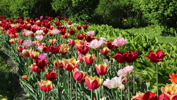 Hermosos Tulipanes Florecen Primavera Enfoque Seleccionado — Vídeo de stock
