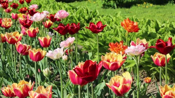 Красиві Тюльпани Цвітуть Навесні Вибраний Фокус — стокове відео